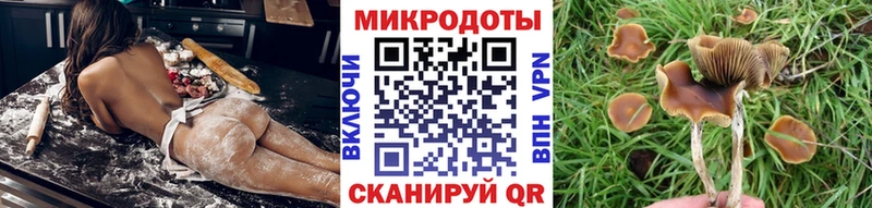 Псилоцибиновые грибы GOLDEN TEACHER  Купить где  Большой Камень 